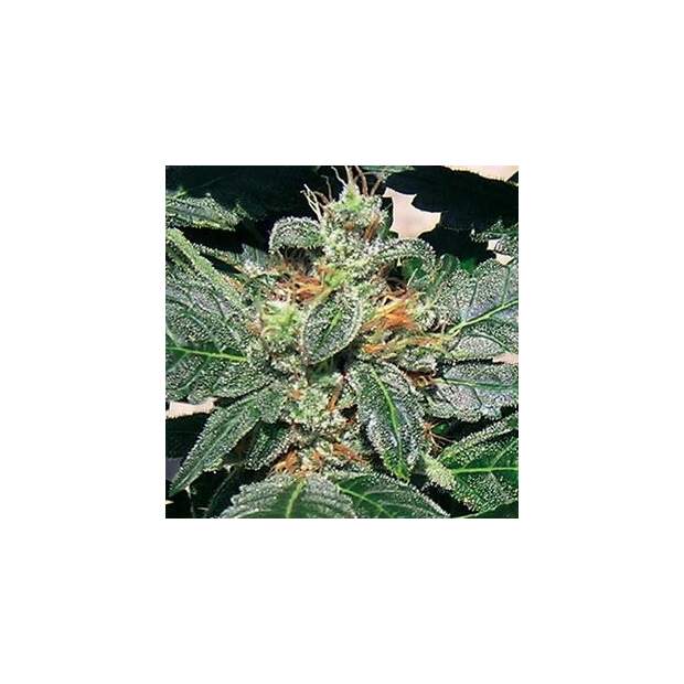 Barneys Farm Red Diesel