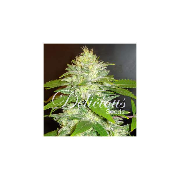 Delicious Seeds La Musa Auto