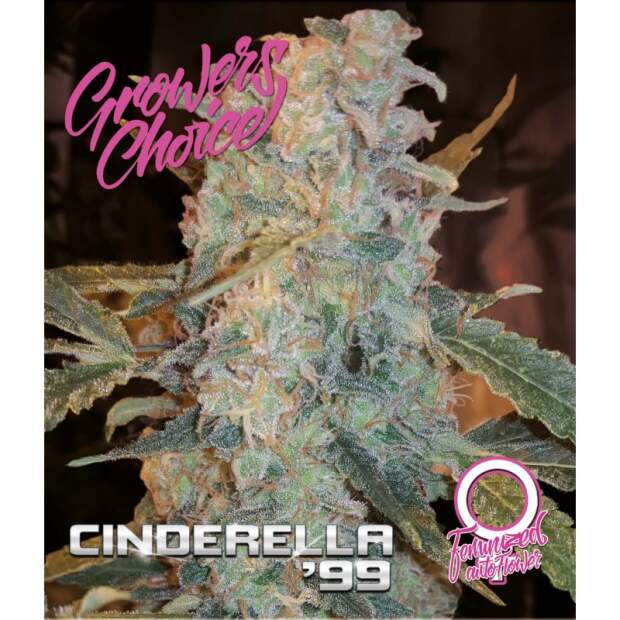 Growers Choice Cinderella 99 5 Stk feminisiert