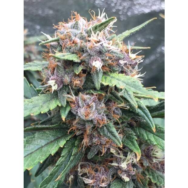 Growers Choice Red Banana Berry