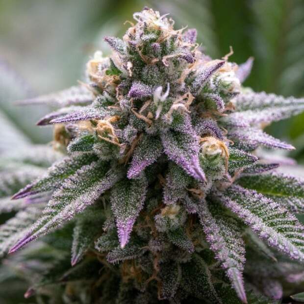 Growers Choice Ultra Violet GMO