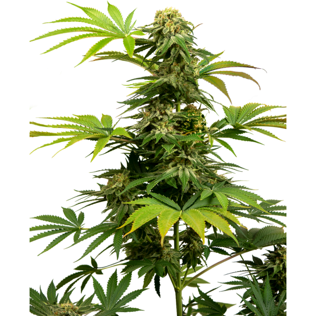 Sensi Seeds Black Harlequin CBD (Harlequin x Black Domina) 3 Stk feminisiert