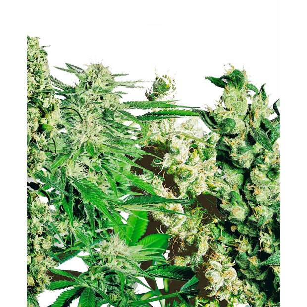 Sensi Seeds Feminised Mix 5 Stk feminisiert