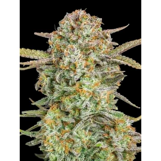 Advanced Seeds Auto Bruce Banner XXL 25 pcs feminised