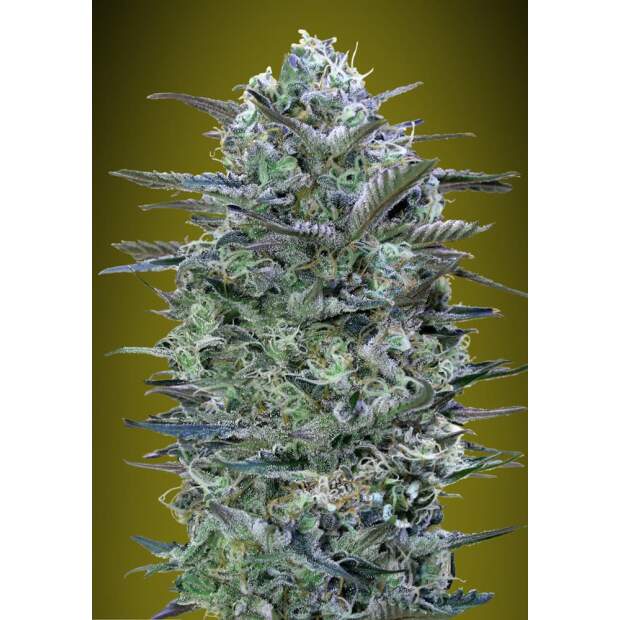 Advanced Seeds Critical Lemon 5 Stk feminisiert