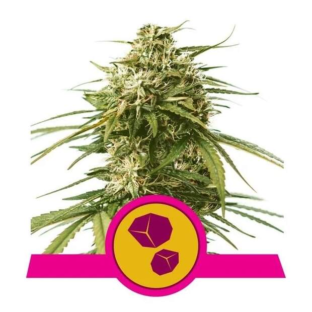 Royal Queen Seeds Gushers USA Premium 5 Stk feminisiert