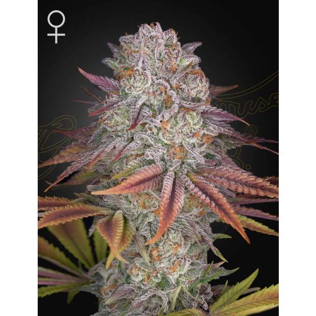 Green House Seeds Pulp Friction 3 Stk feminisiert