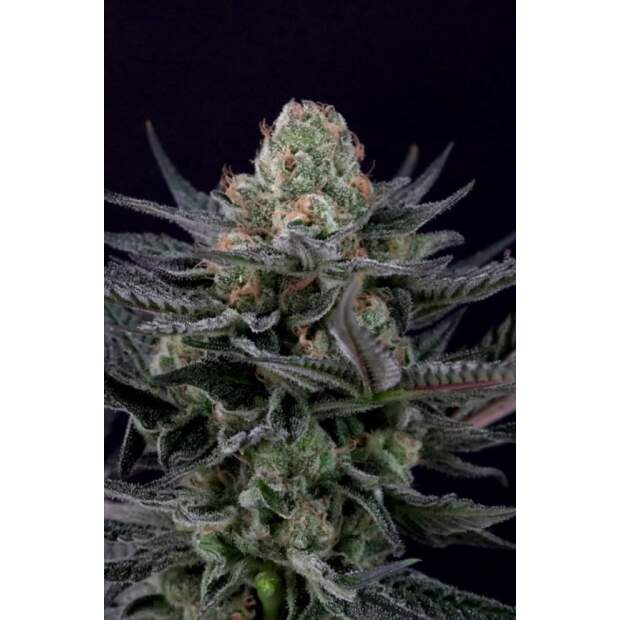 Paradise Seeds Caramba 3 Stk feminisiert