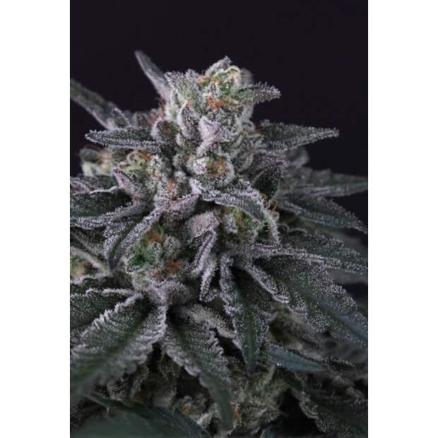 Paradise Seeds Gulupa 3 pcs feminised