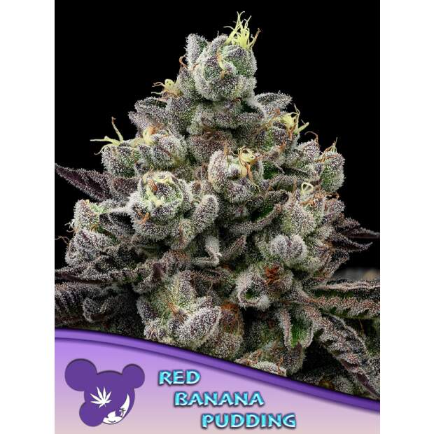 Anesia Seeds Frozen Black Cherry