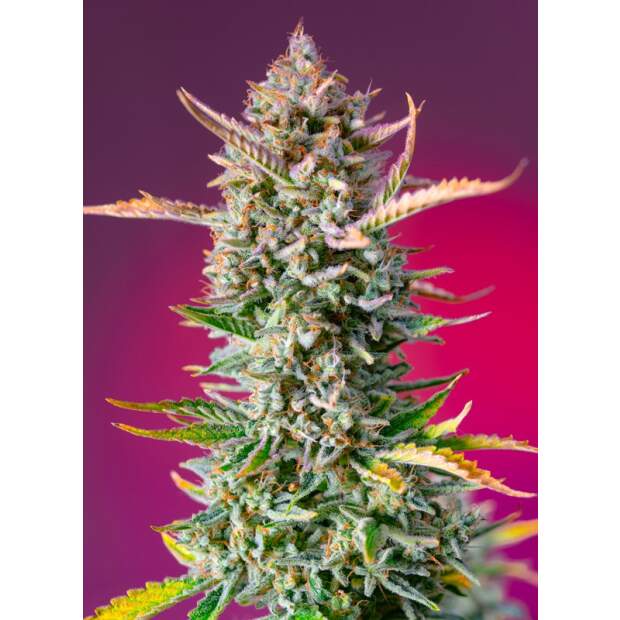 Sweet Seeds Gorilla Sherbet F1 Fast Version 25 Stk feminisiert