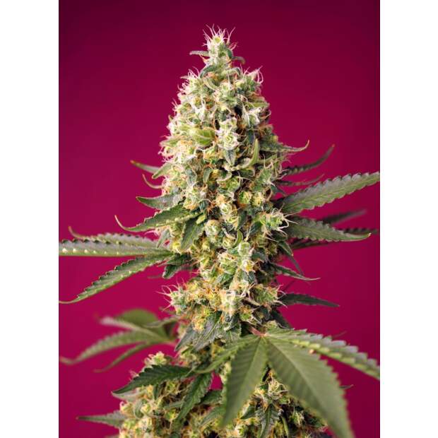 Sweet Seeds Skywalker OG Runtz XL Auto 25 Stk feminisiert