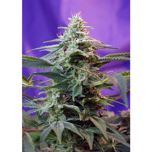 Sweet Seeds Sweet Special Auto