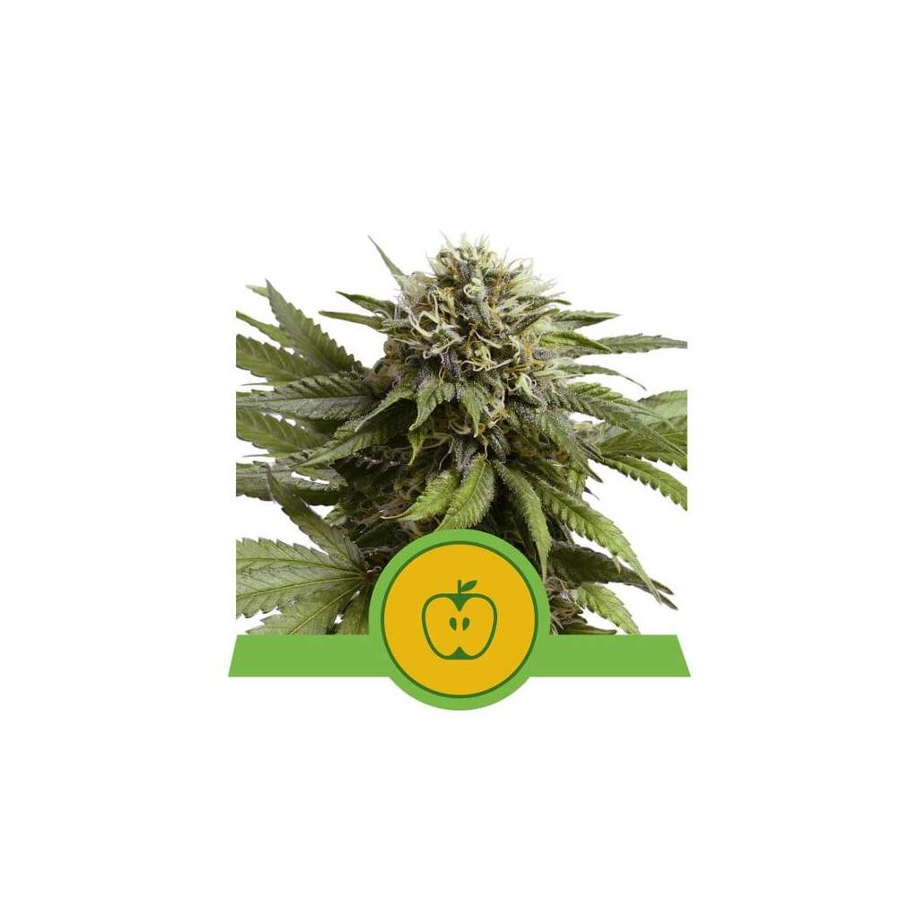 Royal Queen Seeds Apple Fritter USA Premium Auto 10 Piece Feminized, 70 ...