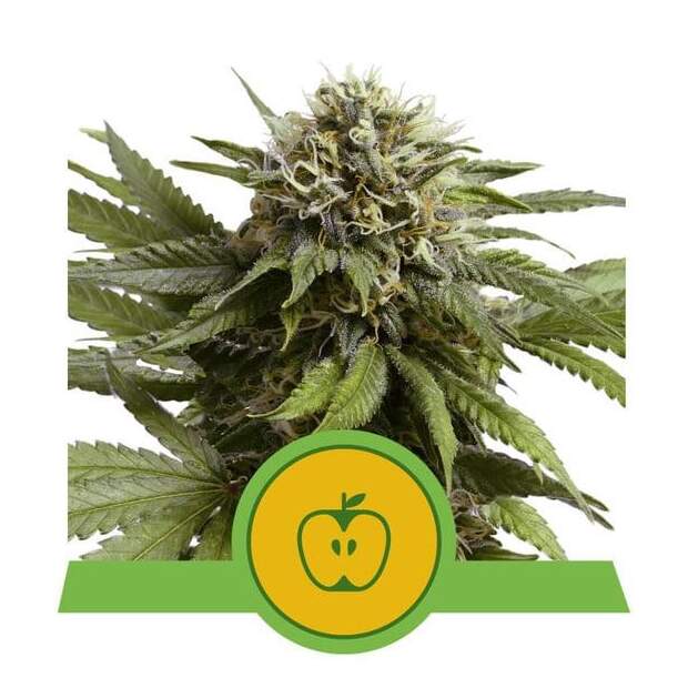 Royal Queen Seeds Apple Fritter USA Premium Auto 3 Stk feminisiert