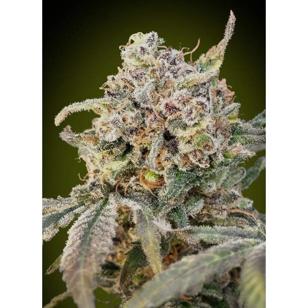 Advanced Seeds Auto Somango Glue