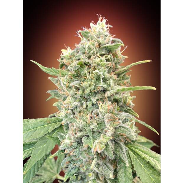 Advanced Seeds Strawberry Banana 5 Stk feminisiert