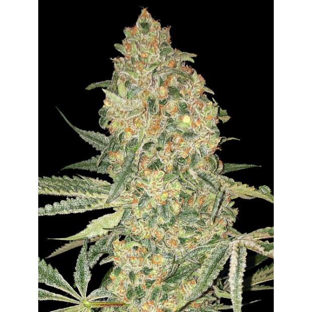 Advanced Seeds Bruce Banner