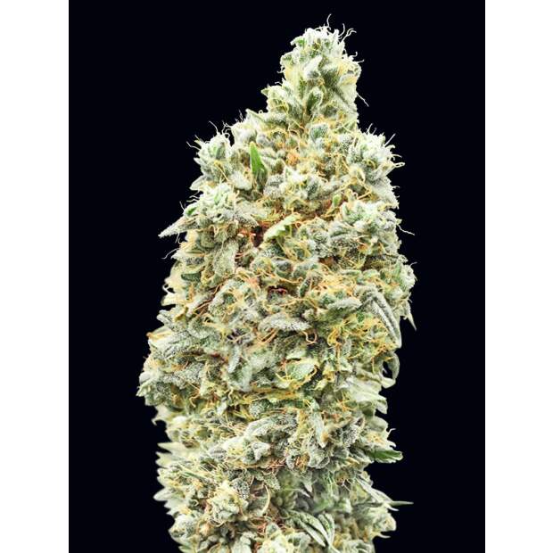 Advanced Seeds Strawberry Banana Fast