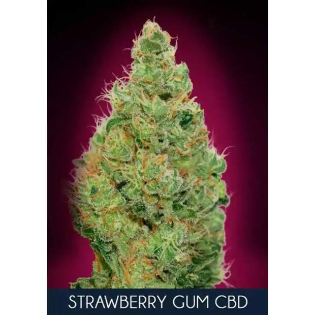 Advanced Seeds Strawberry Gum CBD