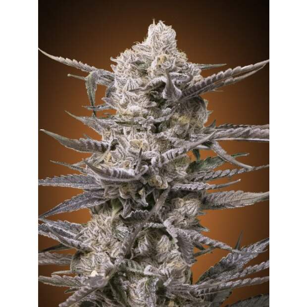 Advanced Seeds Watermelon OG