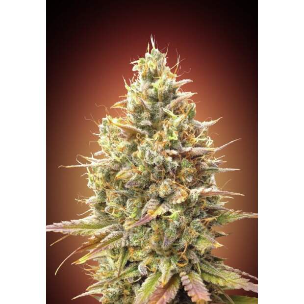 Advanced Seeds Auto Strawberry Banana