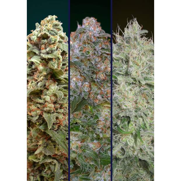 Advanced Seeds Feminized Collection #3