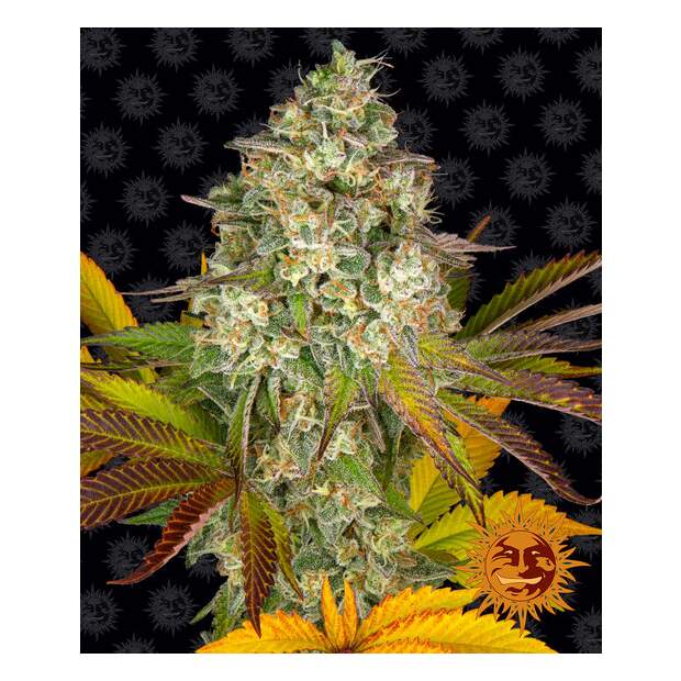 Barneys Farm Cookies Kush Auto 5 Stk feminisiert