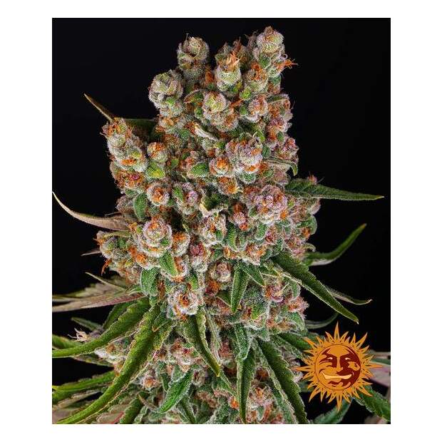 Barneys Farm GMO Auto