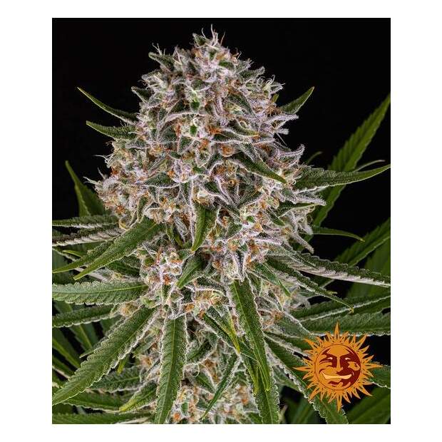 Barneys Farm Lemon Haze Auto 3 pcs feminised