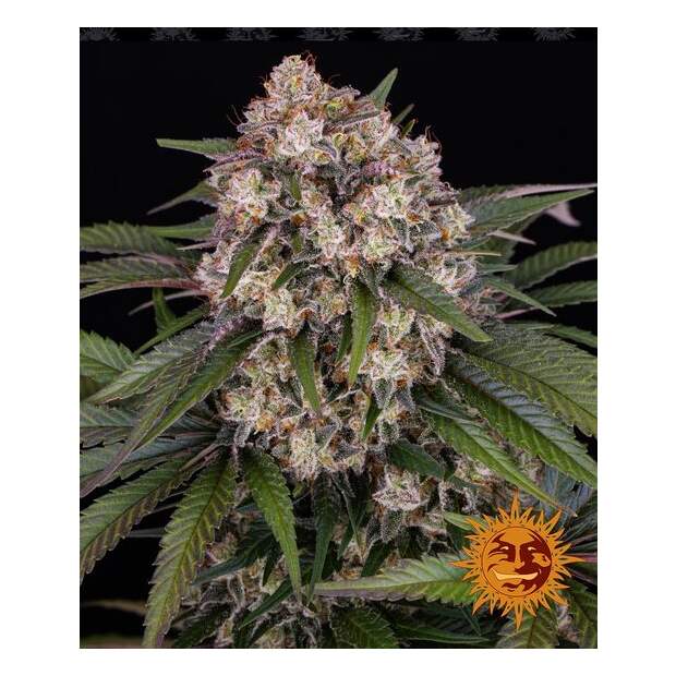 Barneys Farm OG Kush Auto 5 pcs feminised