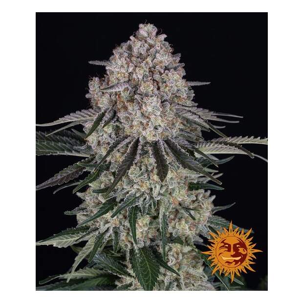 Barneys Farm Sour Diesel Auto 10 pcs feminised