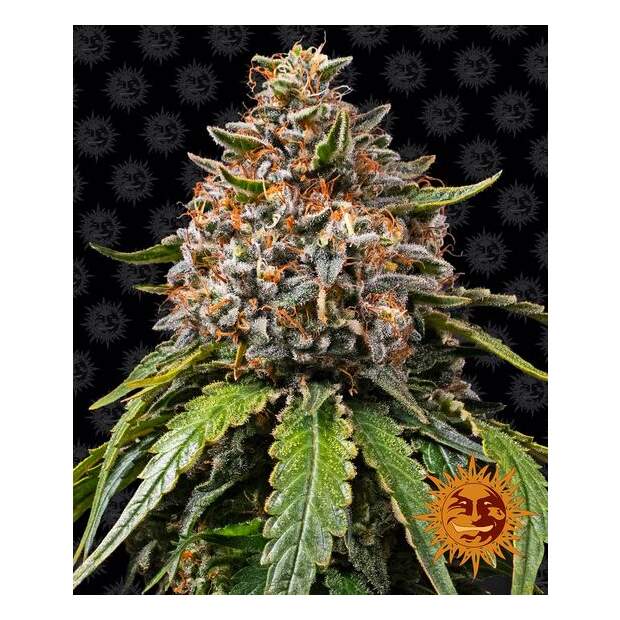 Barneys Farm White Widow XXL 3 pcs feminised