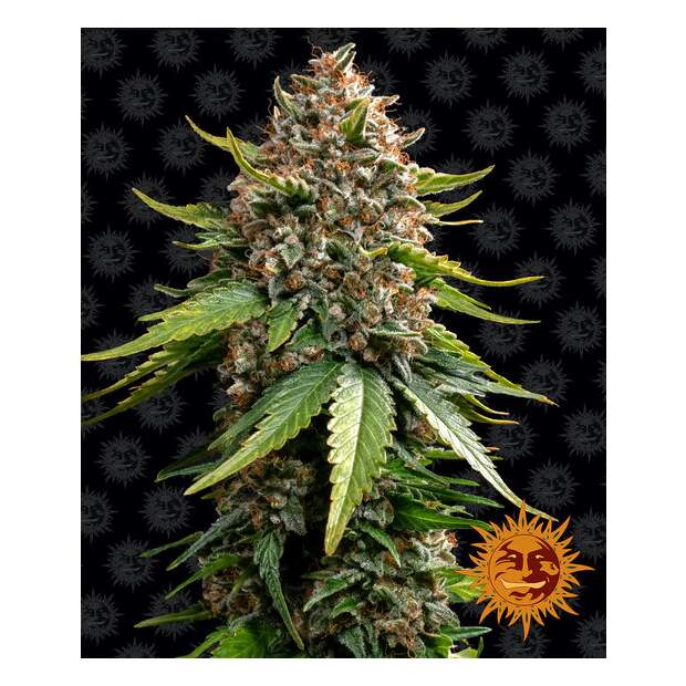 Barneys Farm White Widow XXL Auto