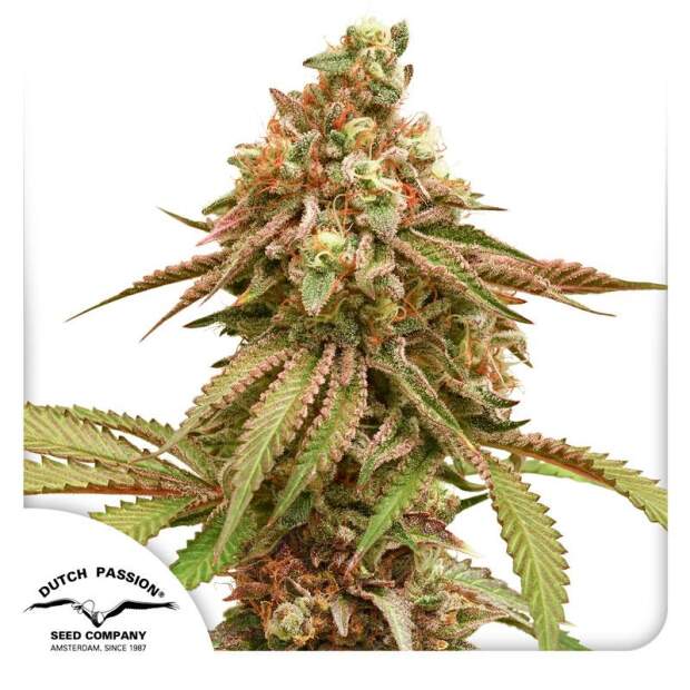 Dutch Passion Tropical Tangie 3 pcs feminised