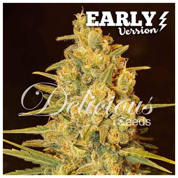 Delicious Seeds Critical Sensi Star Early Version