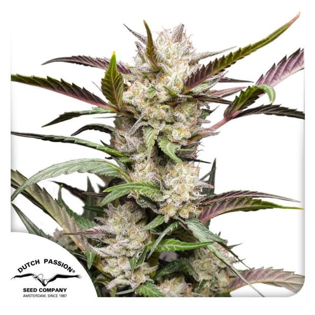 Dutch Passion Auto Mimosa Punch 3 piece feminized