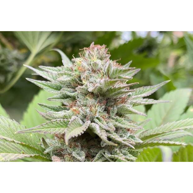 Kannabia Strawberry Haze Auto 5 Stk feminisiert