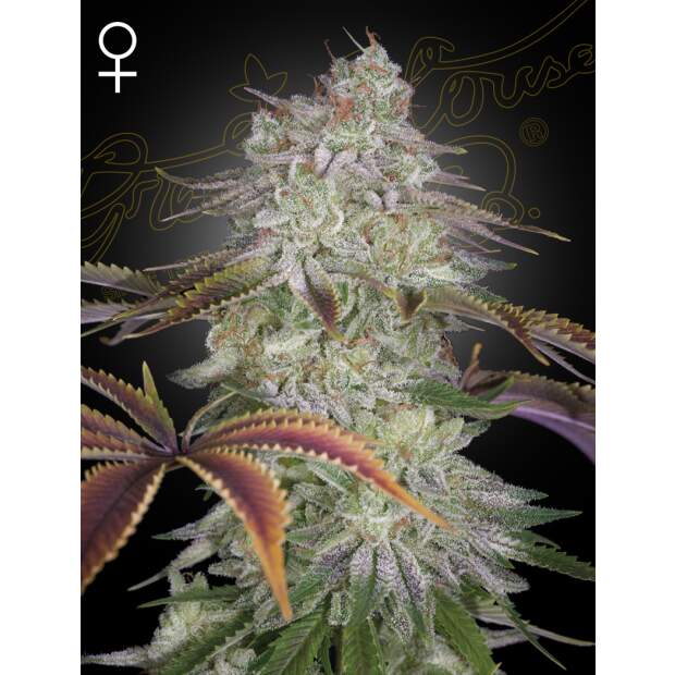 Green House Seeds Alienz 3 piece feminized