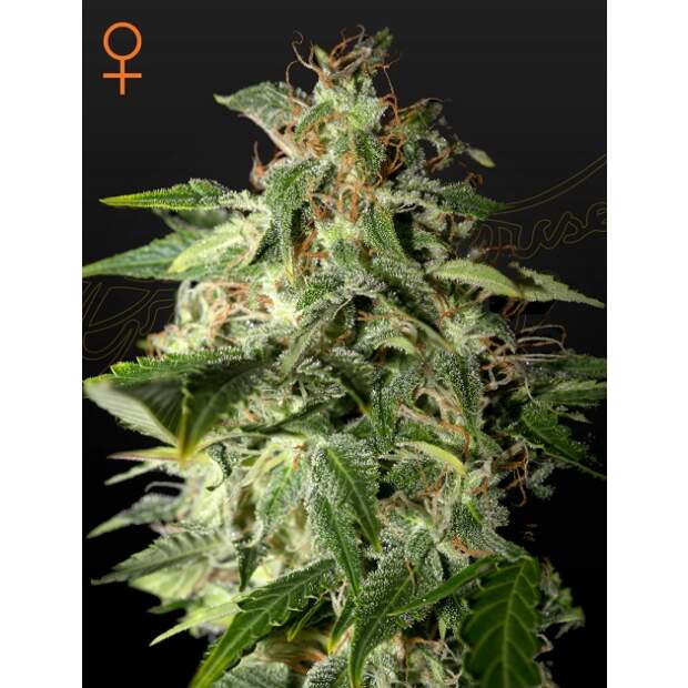 Green House Seeds Afgooey 3 piece feminized