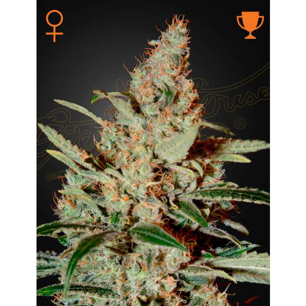 Green House Seeds Chemdog 10 piece feminized