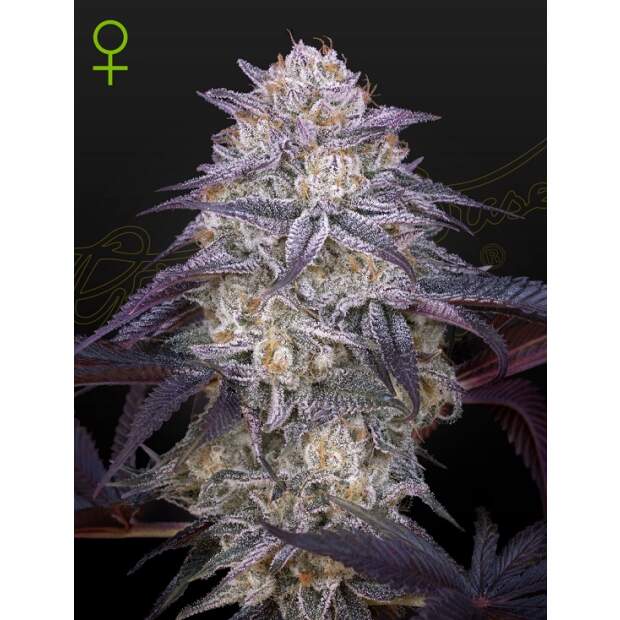 Green House Seeds Kings Juice Auto