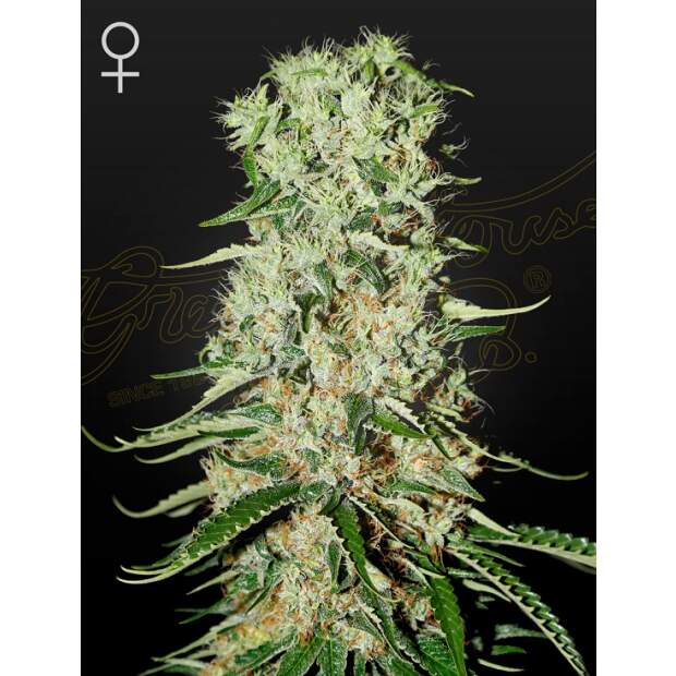 Green House Seeds Damnesia 3 piece feminized