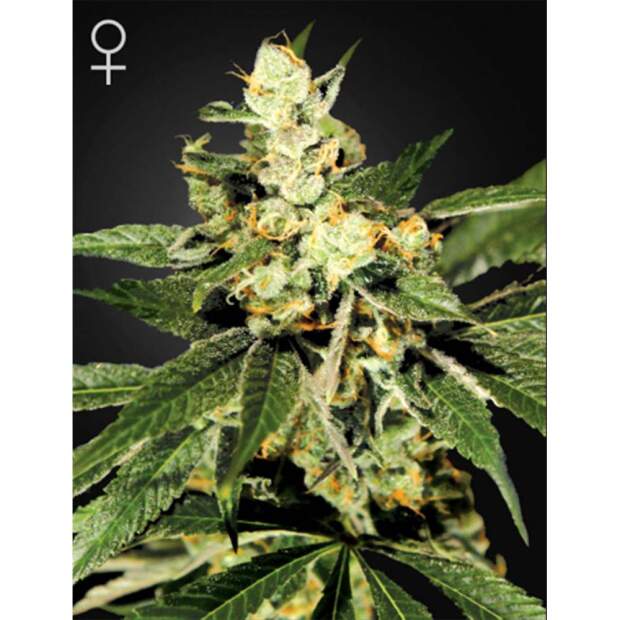 Green House Seeds Train Wreck 10 Stk feminisiert