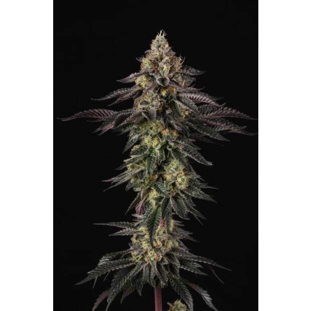 Paradise Seeds Sunset Paradise 3 Stk feminisiert