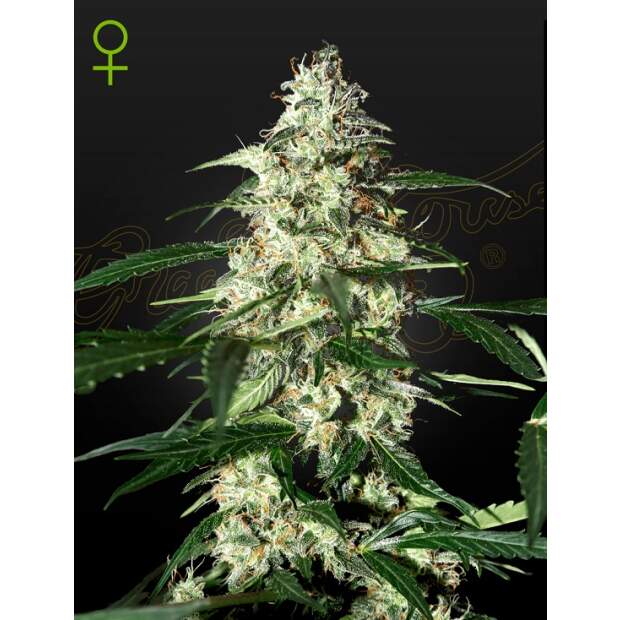 Green House Seeds Skunk Auto