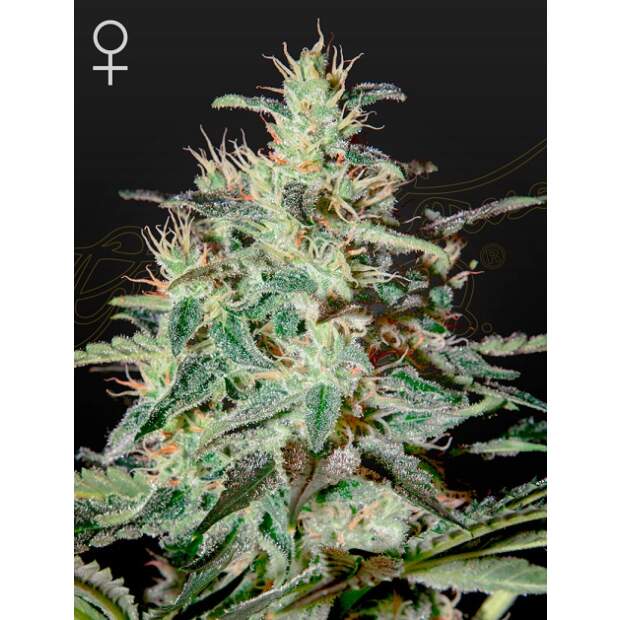 Green House Seeds White Lemon