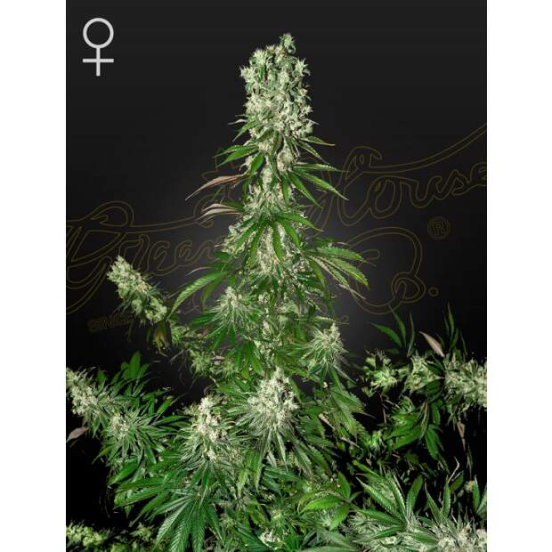 Green House Seeds White Strawberry Skunk