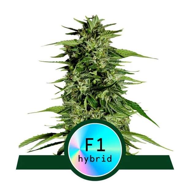 Royal Queen Seeds Hyperion F1 Auto