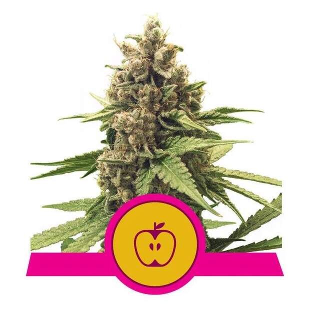 Royal Queen Seeds Apple Fritter USA Premium 3 Stk feminisiert